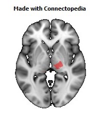 Posterior_limb_of_internal_capsule_R108