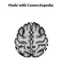 Sagittal_stratum_R048