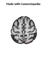 Sagittal_stratum_R050