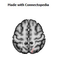 Sagittal_stratum_R052