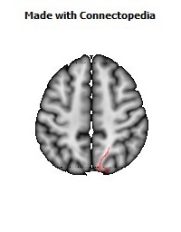 Sagittal_stratum_R058