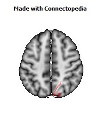 Sagittal_stratum_R060