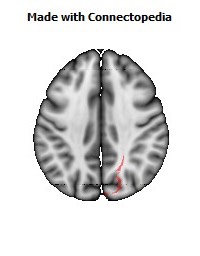 Sagittal_stratum_R070