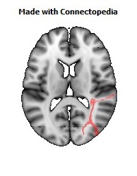 Sagittal_stratum_R094