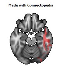 Sagittal_stratum_R126