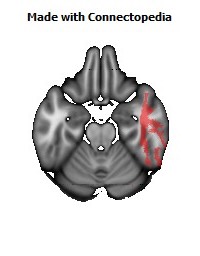 Sagittal_stratum_R130