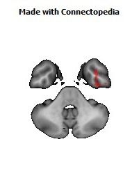 Sagittal_stratum_R146