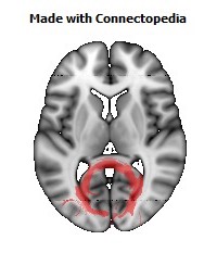 Splenium_of_corpus_callosum100