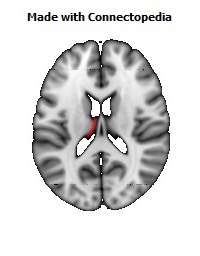 Stria_terminalis_L090