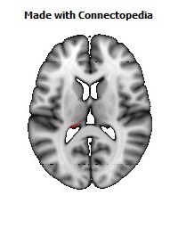 Stria_terminalis_L094