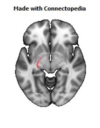 Stria_terminalis_L114