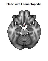 Stria_terminalis_L126