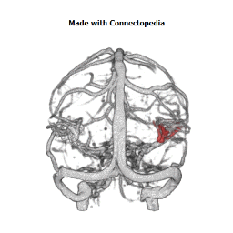Deep Middle Cerebral Vein