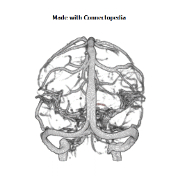 Internal Occipital Vein