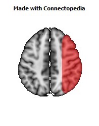 Vein_Superficial_Middle_Cerebral_R062