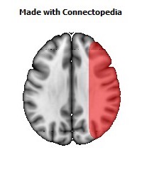 Vein_Superficial_Middle_Cerebral_R076