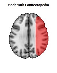 Vein_Superficial_Middle_Cerebral_R078