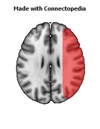 Vein_Superficial_Middle_Cerebral_R080