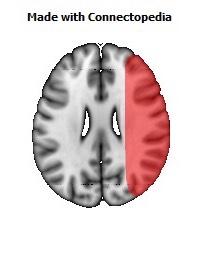 Vein_Superficial_Middle_Cerebral_R082