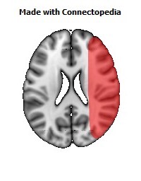 Vein_Superficial_Middle_Cerebral_R086