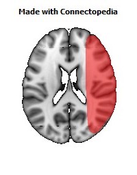 Vein_Superficial_Middle_Cerebral_R088