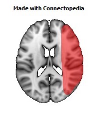 Vein_Superficial_Middle_Cerebral_R090