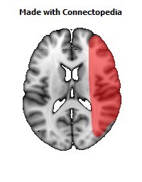 Vein_Superficial_Middle_Cerebral_R092