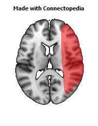 Vein_Superficial_Middle_Cerebral_R094