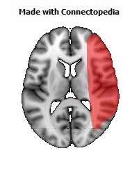 Vein_Superficial_Middle_Cerebral_R096