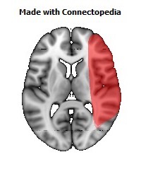 Vein_Superficial_Middle_Cerebral_R098