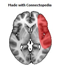 Vein_Superficial_Middle_Cerebral_R106